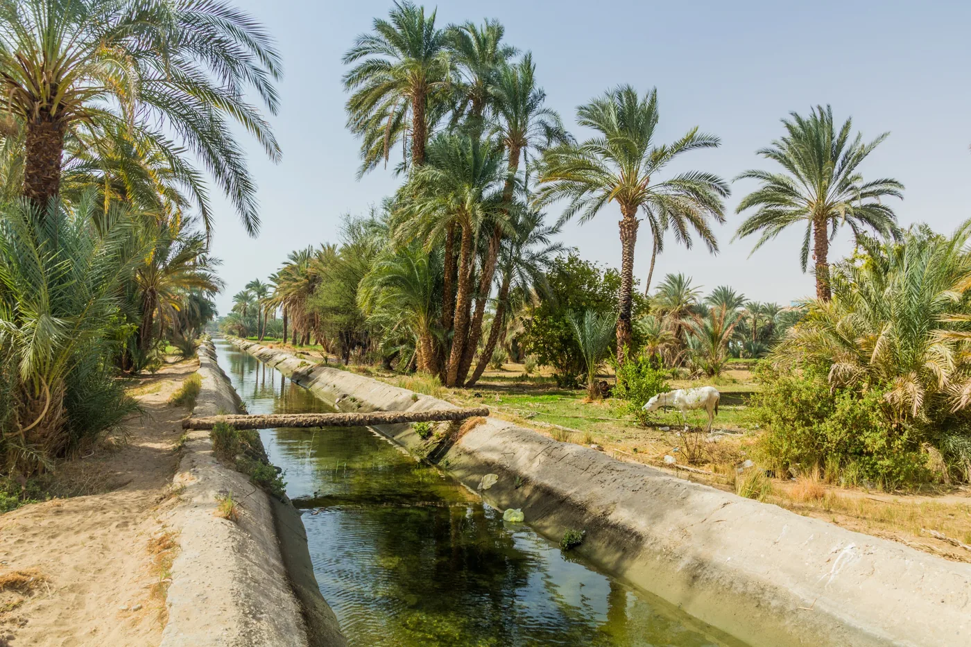 Dadelpalmen langs een irrigatiekanaal in Irak, waar het verhaal van de familie begint